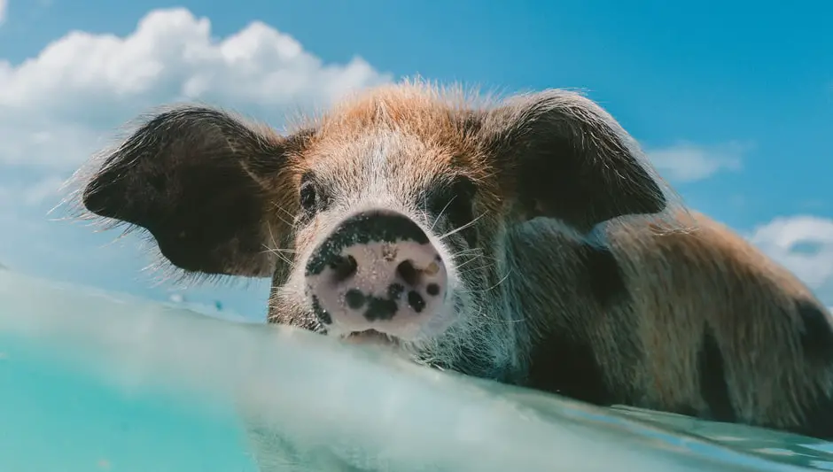 where are the swimming pigs