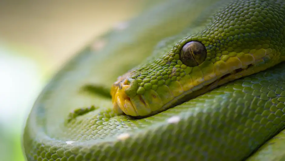 can snakes be vegetarian